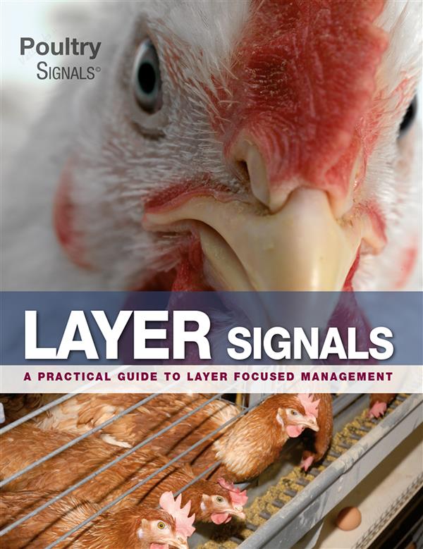 Layer Signals A Practical Guide to Layer Focused Managemeent