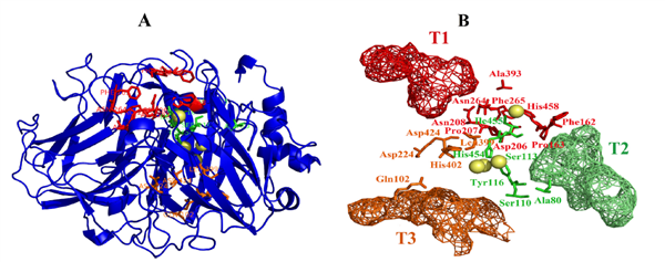 Next-generation bioremediation: Molecular decoding of fungal laccases for eff...
