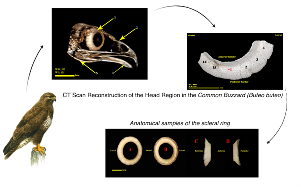 CT Anatomy and Gross Anatomical