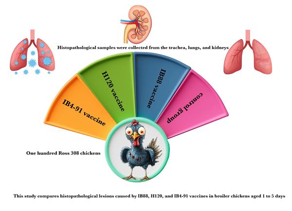 Comparative histopathology of three Serotypes of live infectious bronchitis ...