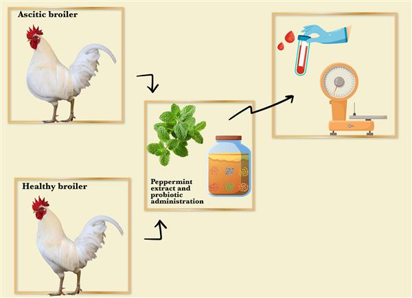 Efficacy and safety of peppermint extract (Mentha Piperita), probiotics, and the