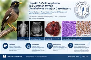 Hepatic B-Cell Lymphoma in a Common Mynah (Acridotheres tristis): A Case Report