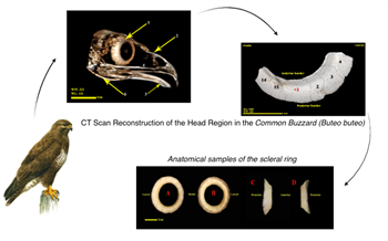 CT Anatomy and Gross Anatomical