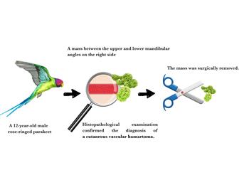 A case report of vascular hamartoma in a rose-ringed parakeet (Psittacula kramer