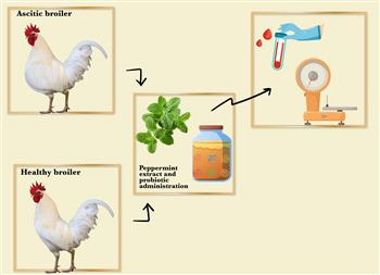 Efficacy and safety of peppermint extract (Mentha Piperita), probiotics, and the